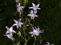 Campanula rapunculus 14, Rapunzelklokje, Saxifraga-Jan van der Straaten