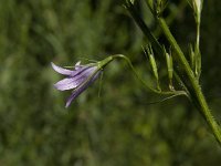 Campanula rapunculus 15, Rapunzelklokje, Saxifraga-Jan van der Straaten