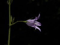 Campanula rapunculus 16, Rapunzelklokje, Saxifraga-Jan van der Straaten