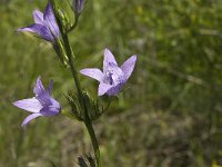 Campanula rapunculus 17, Rapunzelklokje, Saxifraga-Jan van der Straaten