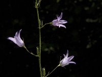 Campanula rapunculus 18, Rapunzelklokje, Saxifraga-Jan van der Straaten