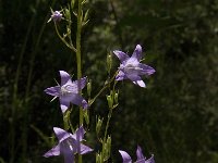 Campanula rapunculus 19, Rapunzelklokje, Saxifraga-Jan van der Straaten