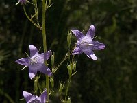 Campanula rapunculus 21, Rapunzelklokje, Saxifraga-Jan van der Straaten