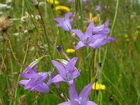 Campanula rapunculus 22, Rapunzelklokje, Saxifraga-Bart Vastenhouw