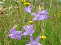 Campanula rapunculus 23, Rapunzelklokje, Saxifraga-Bart Vastenhouw