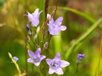 Campanula rapunculus 24, Rapunzelklokje, Saxifraga-Bart Vastenhouw