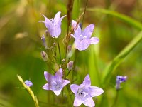 Campanula rapunculus 25, Rapunzelklokje, Saxifraga-Bart Vastenhouw