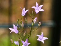 Campanula rapunculus 26, Rapunzelklokje, Saxifraga-Bart Vastenhouw