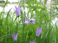 Campanula rapunculus 30, Rapunzelklokje, Saxifraga-Rutger Barendse