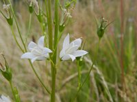 Campanula rapunculus 31, Rapunzelklokje, Saxifraga-Rutger Barendse