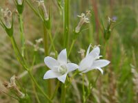 Campanula rapunculus 32, Rapunzelklokje, Saxifraga-Rutger Barendse