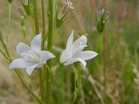 Campanula rapunculus 33, Rapunzelklokje, Saxifraga-Rutger Barendse