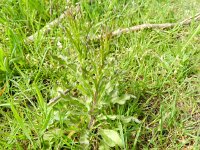 Campanula rapunculus 34, Rapunzelklokje, Saxifraga-Rutger Barendse