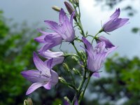 Campanula rapunculus 37, Rapunzelklokje, Saxifraga-Ed Stikvoort : viroin2011