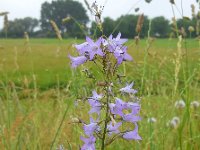 Campanula rapunculus 38, Rapunzelklokje, Saxifraga-Ed Stikvoort