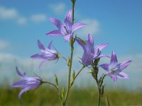 Campanula rapunculus 39, Rapunzelklokje, Saxifraga-Ed Stikvoort