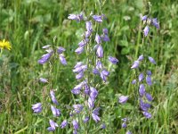 Campanula rapunculus 4, Rapunzelklokje, Saxifraga-Jasenka Topic