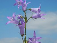 Campanula rapunculus 40, Rapunzelklokje, Saxifraga-Ed Stikvoort