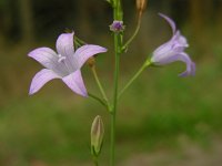 Campanula rapunculus 42, Rapunzelklokje, Saxifraga-Ed Stikvoort