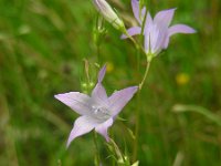 Campanula rapunculus 43, Rapunzelklokje, Saxifraga-Ed Stikvoort