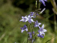 Campanula rapunculus 44, Rapunzelklokje, Saxifraga-Jan van der Straaten