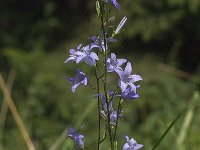 Campanula rapunculus 45, Rapunzelklokje, Saxifraga-Jan van der Straaten