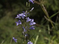 Campanula rapunculus 46, Rapunzelklokje, Saxifraga-Jan van der Straaten