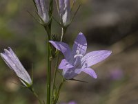 Campanula rapunculus 47, Rapunzelklokje, Saxifraga-Willem van Kruijsbergen