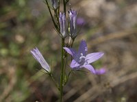 Campanula rapunculus 49, Rapunzelklokje, Saxifraga-Willem van Kruijsbergen