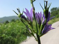 Campanula rapunculus 5, Rapunzelklokje, Saxifraga-Jasenka Topic