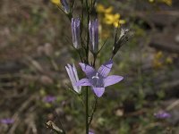 Campanula rapunculus 50, Rapunzelklokje, Saxifraga-Willem van Kruijsbergen