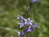 Campanula rapunculus 51, Rapunzelklokje, Saxifraga-Willem van Kruijsbergen