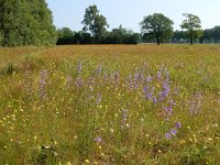 Campanula rapunculus 52, Rapunzelklokje, Saxifraga-Ed Stikvoort