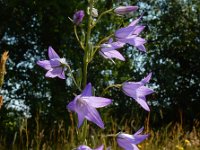 Campanula rapunculus 53, Rapunzelklokje, Saxifraga-Ed Stikvoort