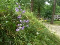 Campanula rapunculus 58, Rapunzelklokje, Saxifraga-Jelle van Dijk