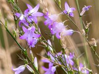 Campanula rapunculus 59, Rapunzelklokje, Saxifraga-Bart Vastenhouw