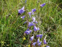 Campanula rapunculus 6, Rapunzelklokje, Saxifraga-Jasenka Topic