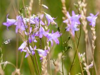 Campanula rapunculus 61, Rapunzelklokje, Saxifraga-Bart Vastenhouw