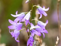 Campanula rapunculus 62, Rapunzelklokje, Saxifraga-Bart Vastenhouw