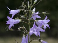 Campanula rapunculus 65, Rapunzelklokje, Saxifraga-Willem van Kruijsbergen