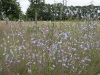 Campanula rapunculus 66, Rapunzelklokje, Saxifraga-Willem van Kruijsbergen