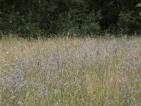 Campanula rapunculus 67, Rapunzelklokje, Saxifraga-Willem van Kruijsbergen