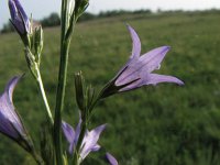 Campanula rapunculus 7, Rapunzelklokje, Saxifraga-Jasenka Topic