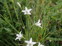 Campanula rapunculus 8, Rapunzelklokje, Saxifraga-Jeroen Willemsen