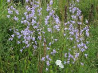 Campanula rapunculus 9, Rapunzelklokje, Saxifraga-Rutger Barendse