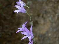 Campanula rapunculus ssp verruculosa 3, Saxifraga-Jan van der Straaten