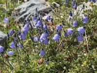 Campanula rotundifolia 58, Grasklokje, Saxifraga-Willem van Kruijsbergen