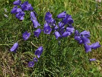 Campanula scheuchzeri 16, Saxifraga-Harry Jans