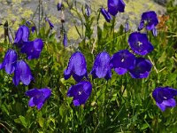 Campanula scheuchzeri 17, Saxifraga-Harry Jans