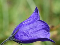 Campanula scheuchzeri 18, Saxifraga-Sonja Bouwman  Scheuchzer's bellflower - Campanula scheuchzeri - Campanulaceae familie